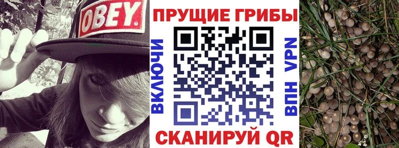 Псилоцибиновые грибы Cubensis  закладки  Ядрин 